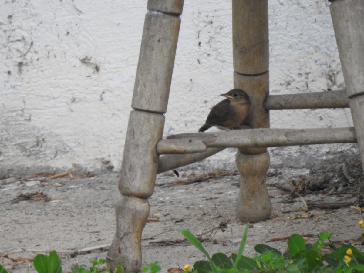 House Wren - ML227201021