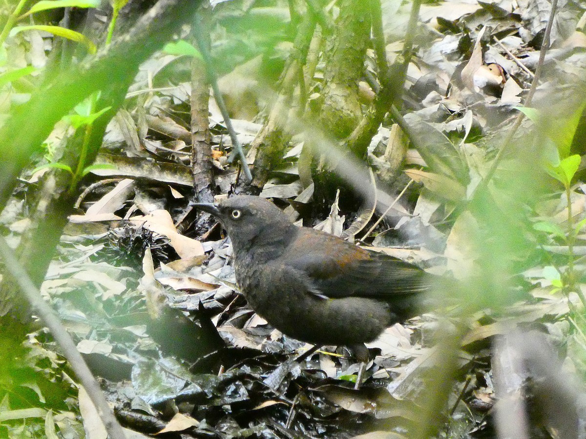 Rusty Blackbird - ML227201311