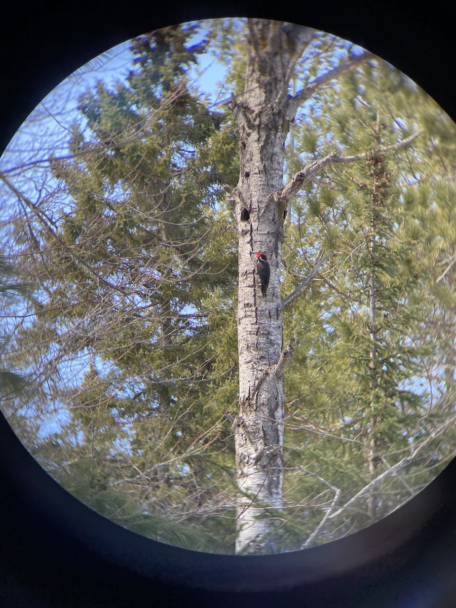 Pileated Woodpecker - ML227202031