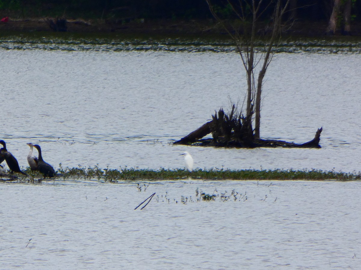 Snowy Egret - ML227202791