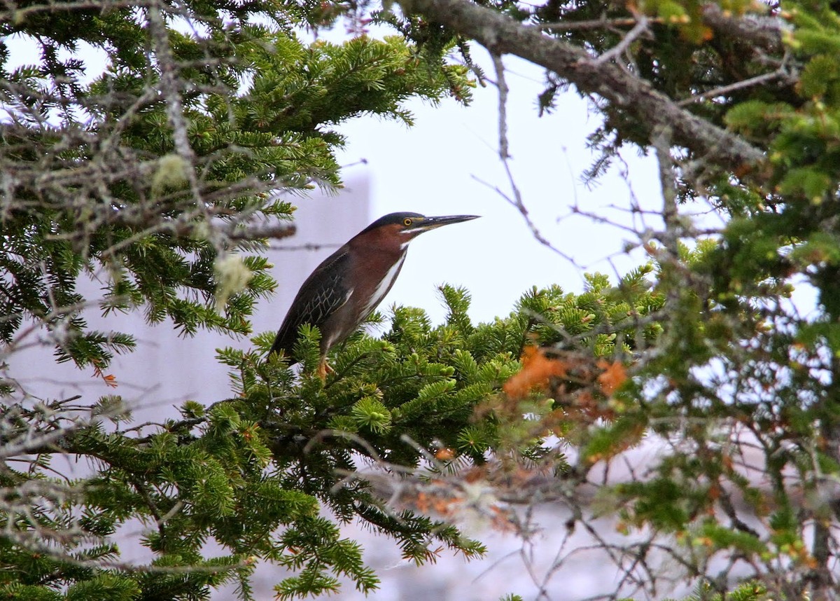 Green Heron - ML227202991