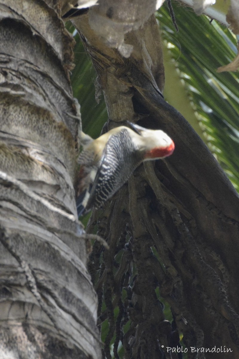 Golden-fronted Woodpecker - ML227203071