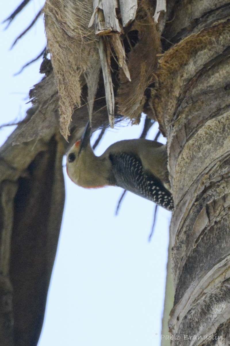 Golden-fronted Woodpecker - ML227203111