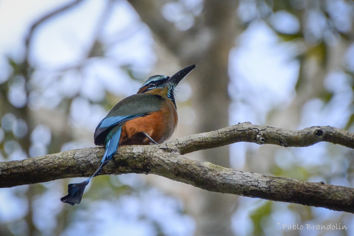 Motmot à sourcils bleus - ML227203121