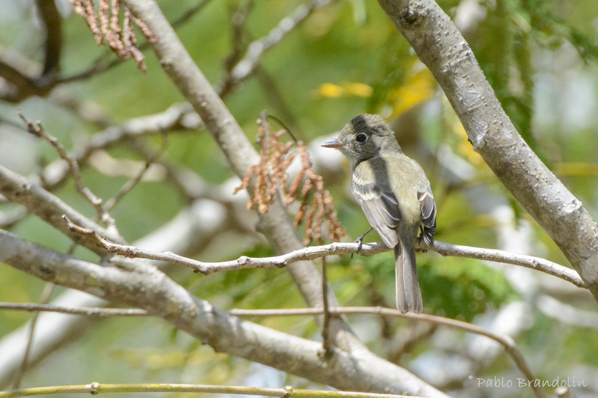 Yellow-bellied Elaenia - Pablo Brandolin