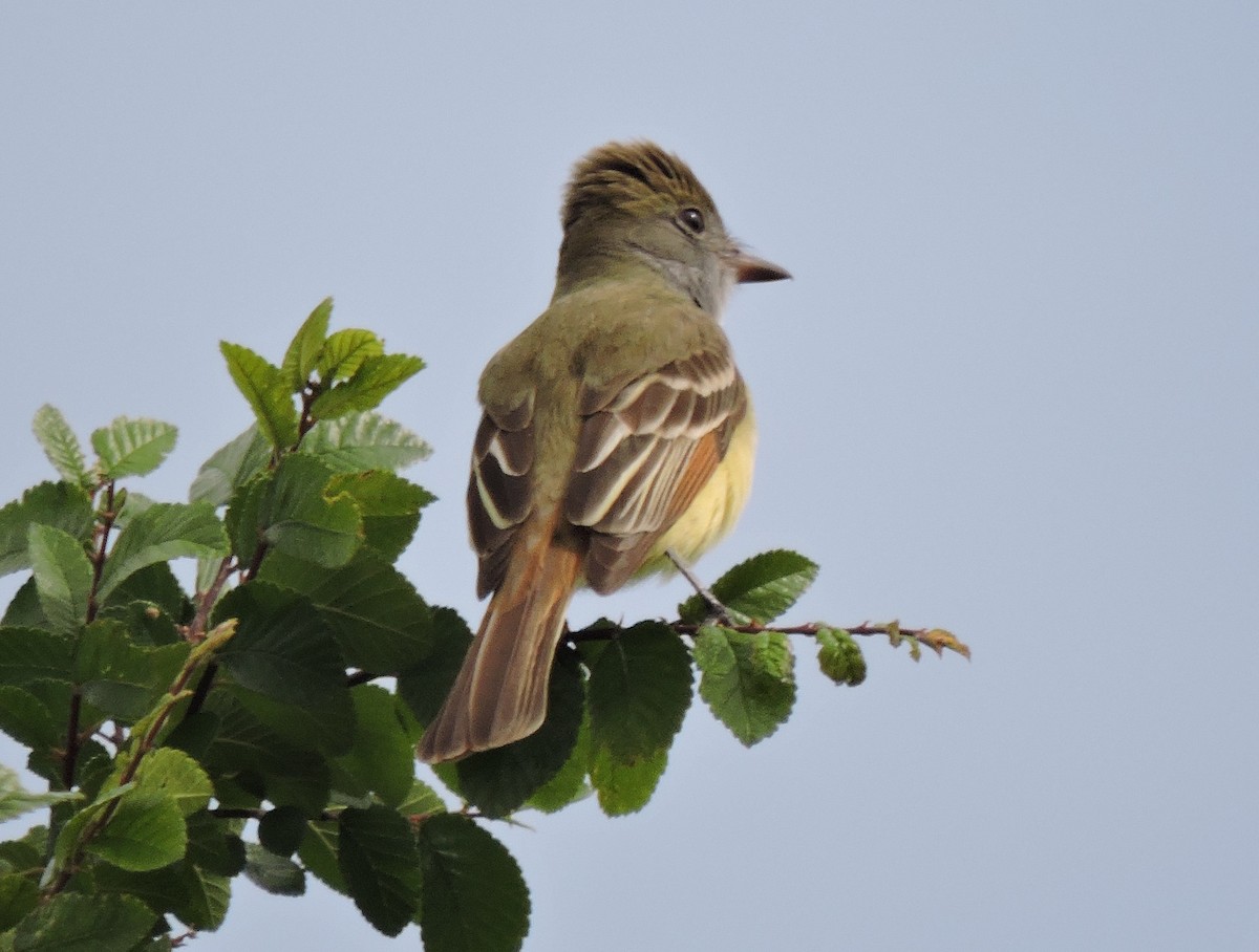 Great Crested Flycatcher - ML227203941