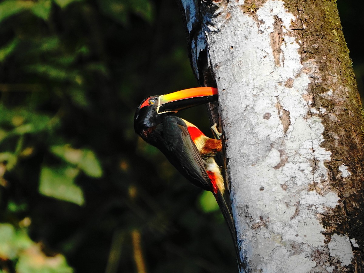 Fiery-billed Aracari - Erich Hetzel