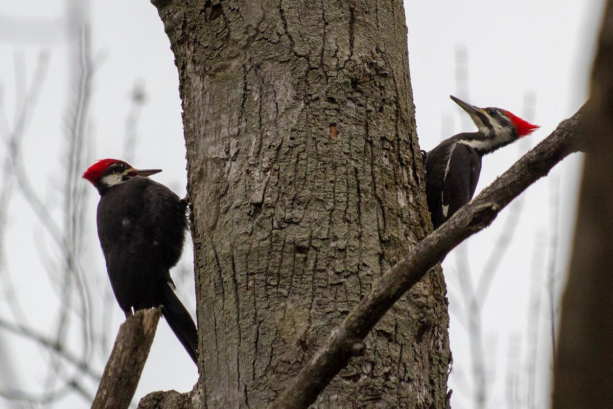 Pileated Woodpecker - ML227204611