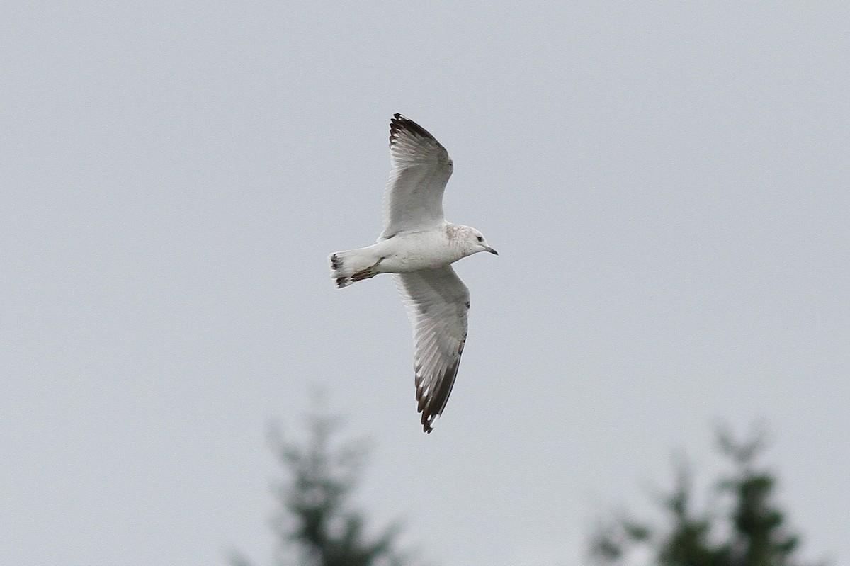 Short-billed Gull - Steve Kelling