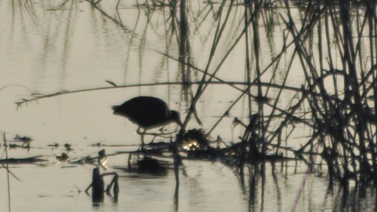 Western Swamphen - ML22720761