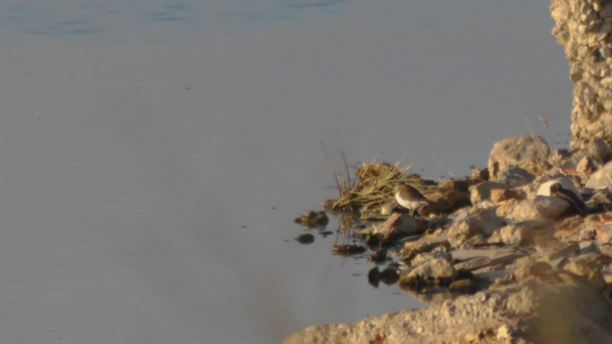 Common Sandpiper - ML22720831