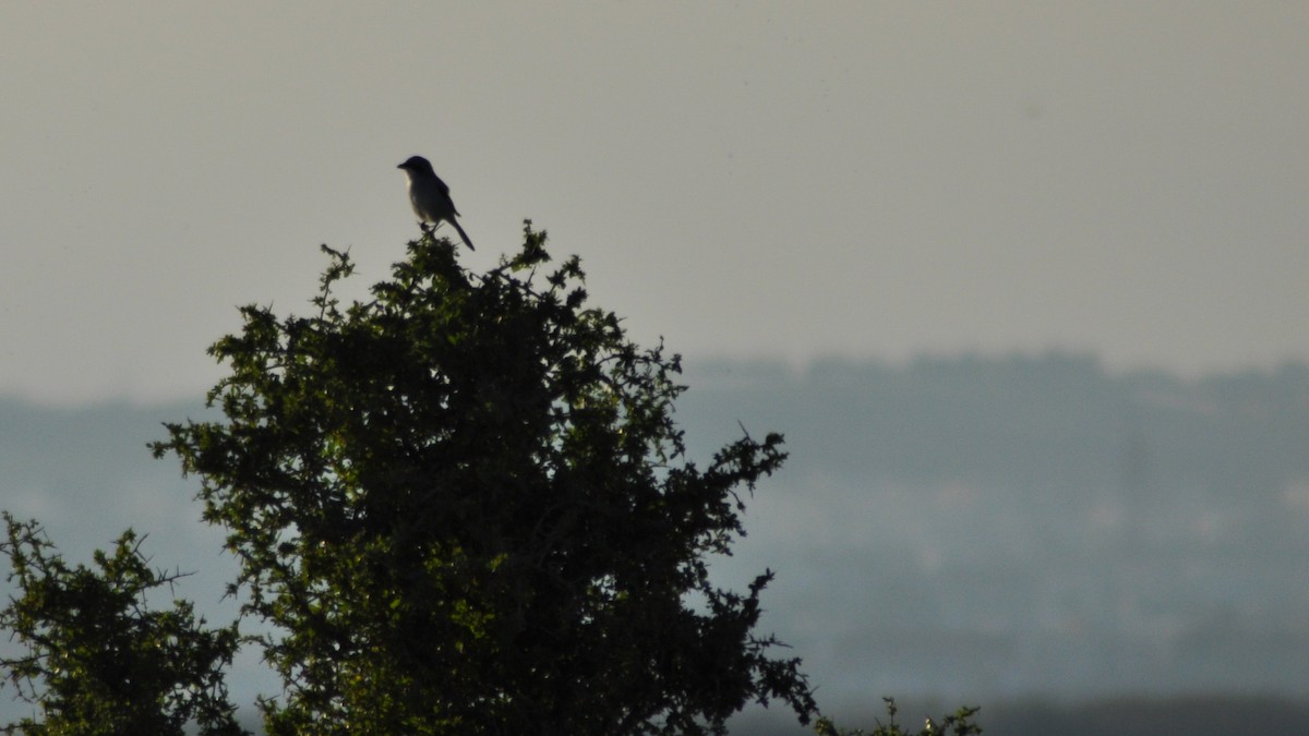 Great Gray Shrike (Sahara) - ML22720851