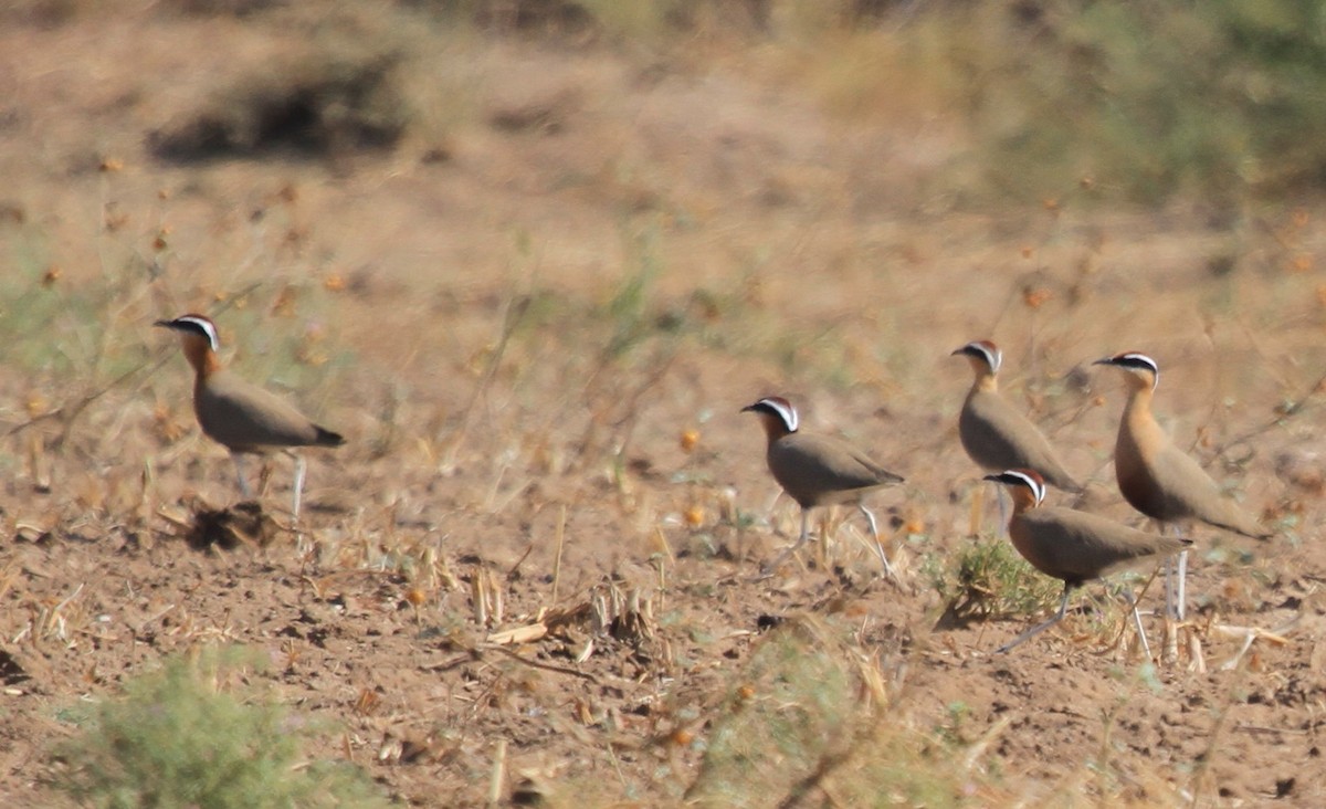 Indian Courser - ML227209811