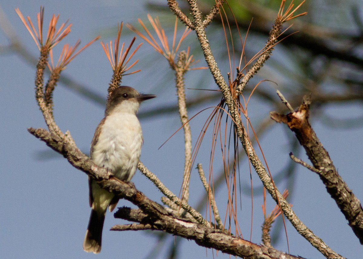 Loggerhead Kingbird - ML227210371