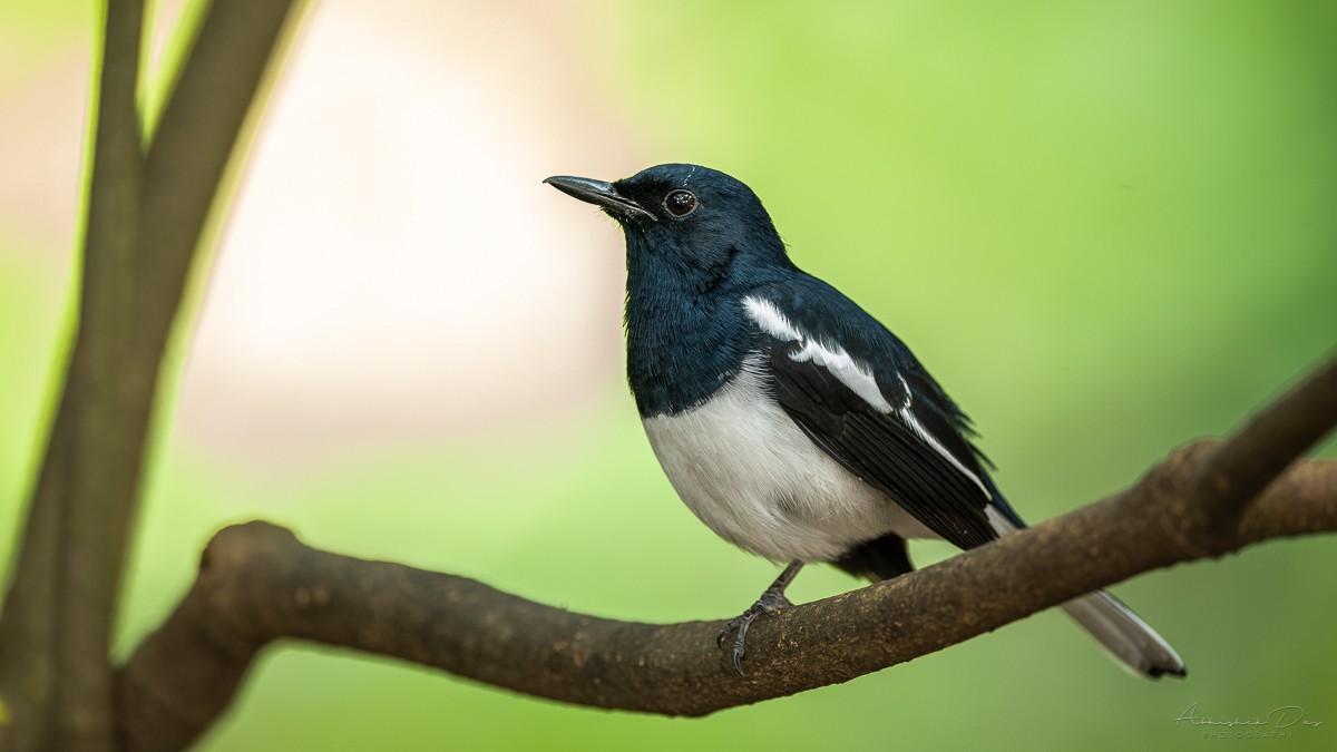 Oriental Magpie-Robin - Abhishek Das