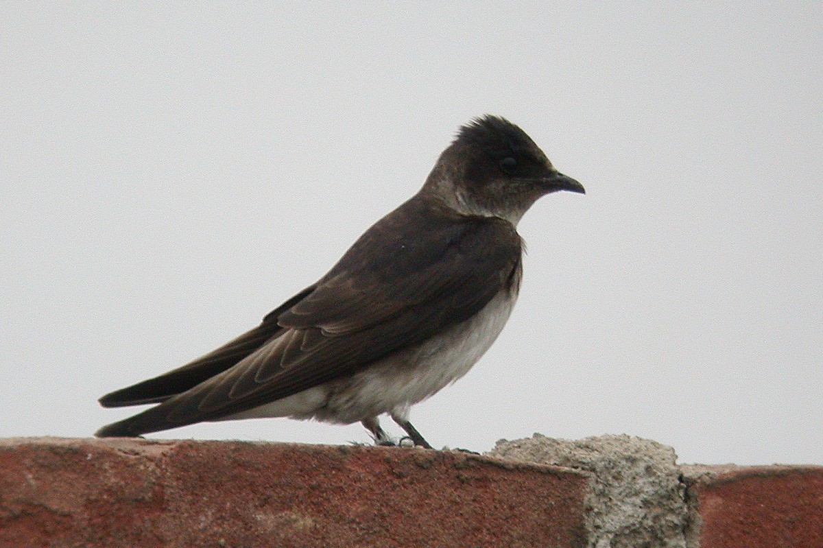 Purple Martin - ML22721491