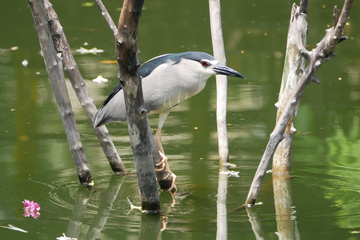 Black-crowned Night Heron - Sandeep Biswas