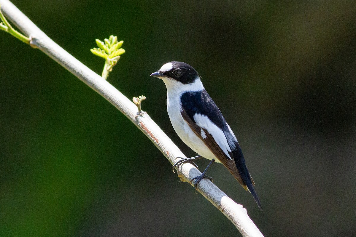 Collared Flycatcher - ML227216241