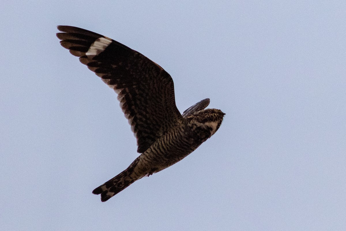 Lesser Nighthawk - ML227216711