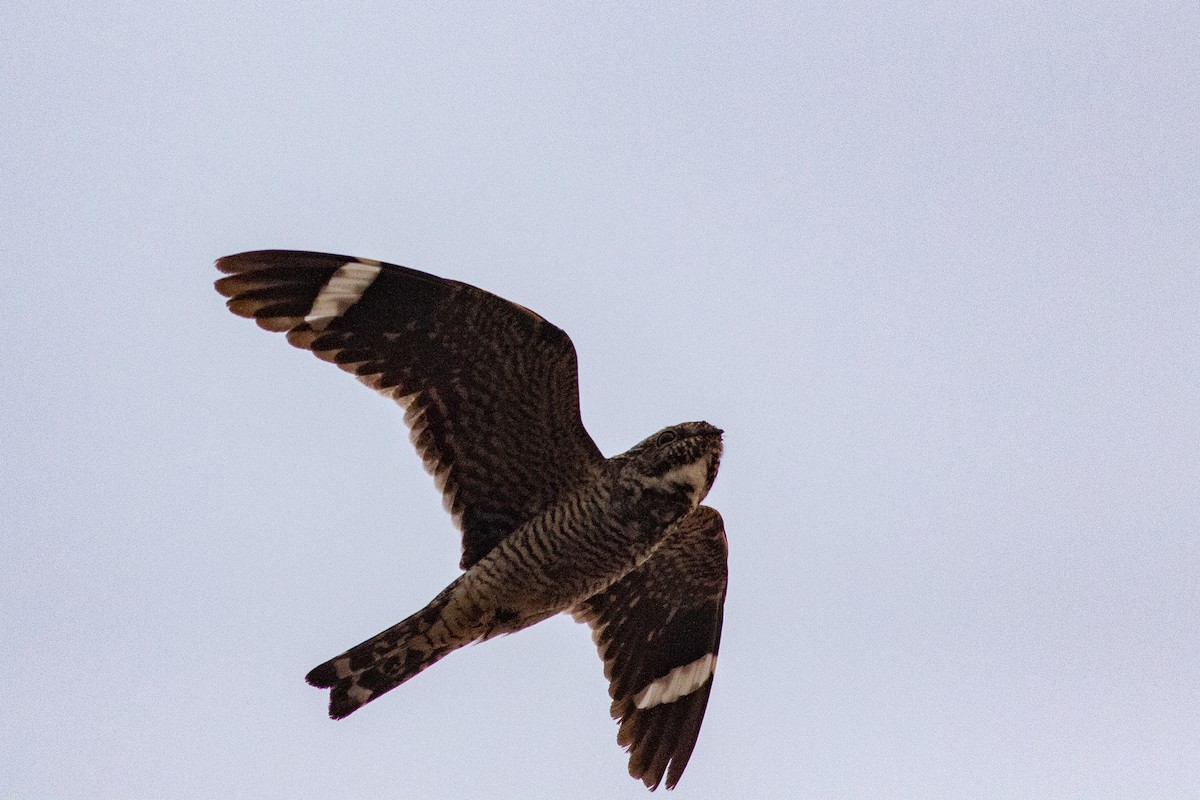 Lesser Nighthawk - ML227216791