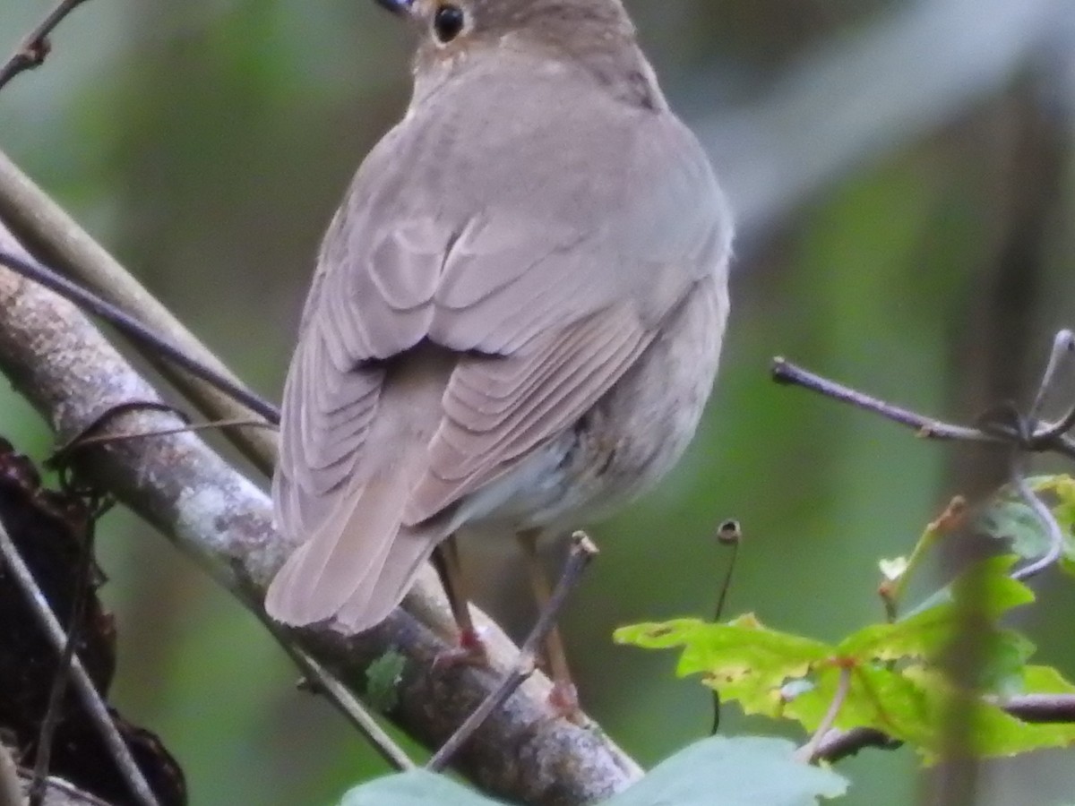 Swainson's Thrush - ML227218011