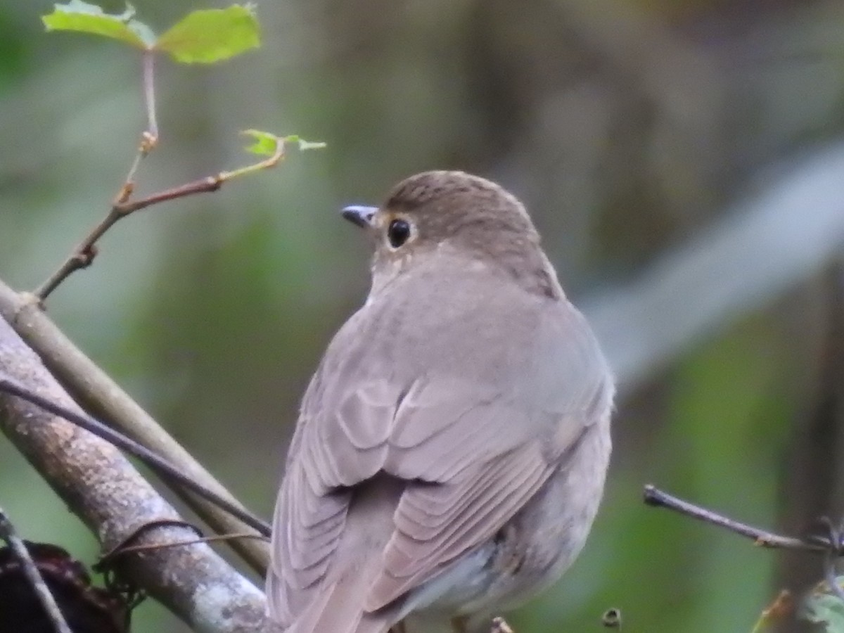 Swainson's Thrush - ML227218051