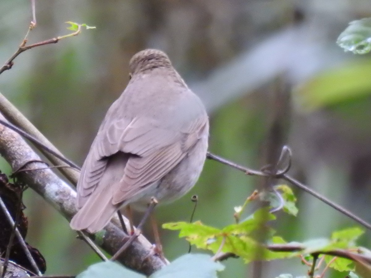 Swainson's Thrush - ML227218061