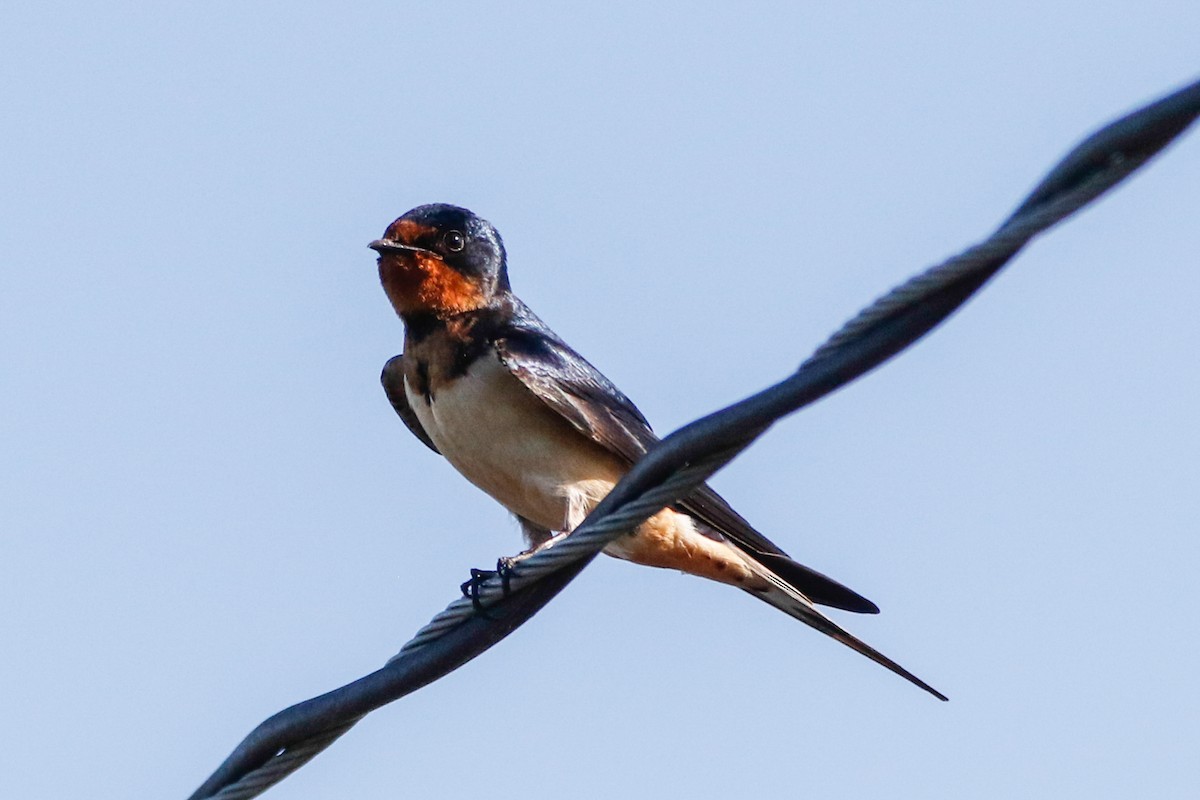 Barn Swallow - Byron Stone