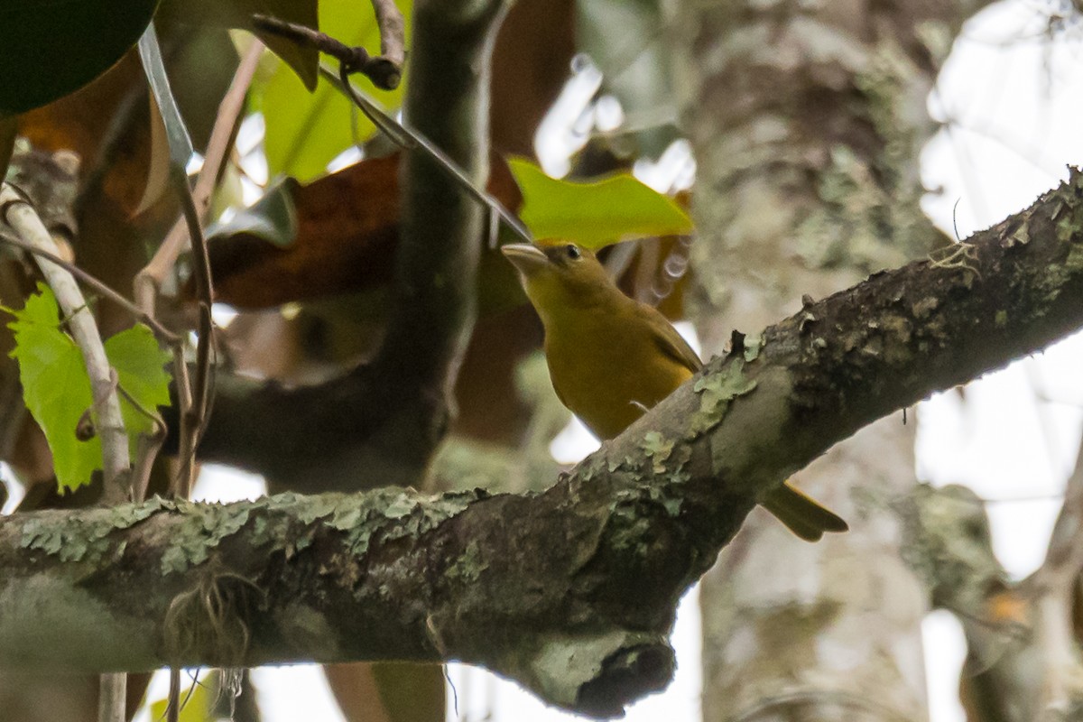 Summer Tanager - Gabrielle Harrison