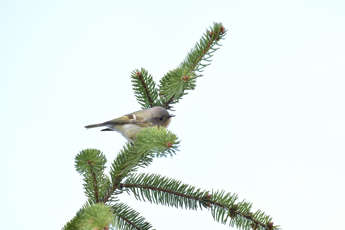 Ruby-crowned Kinglet - ML227220431