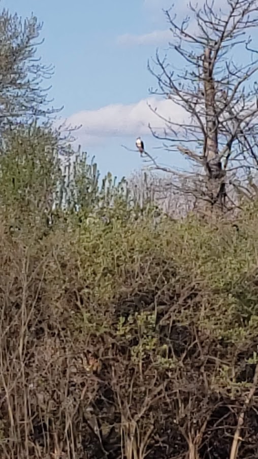 Osprey - ML227220501