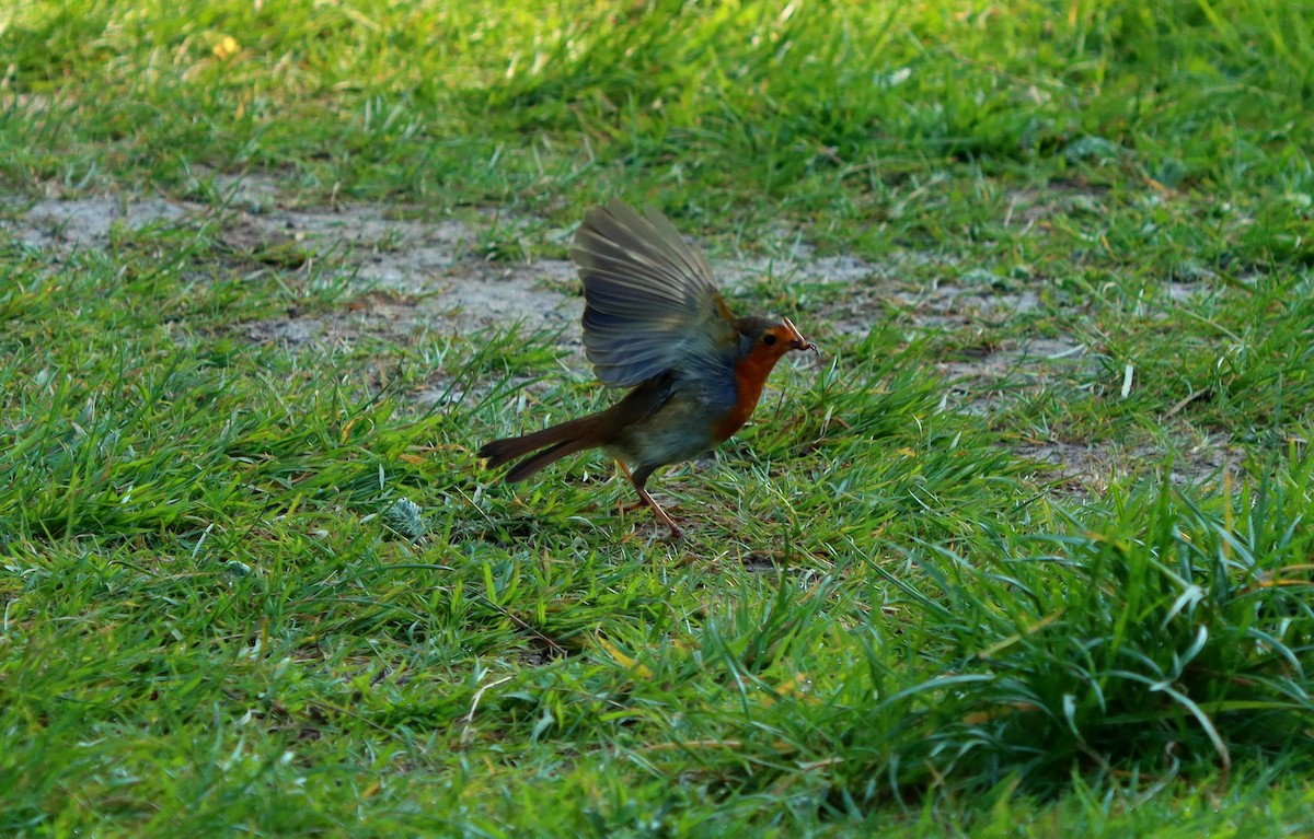 European Robin - Derek  O Driscoll