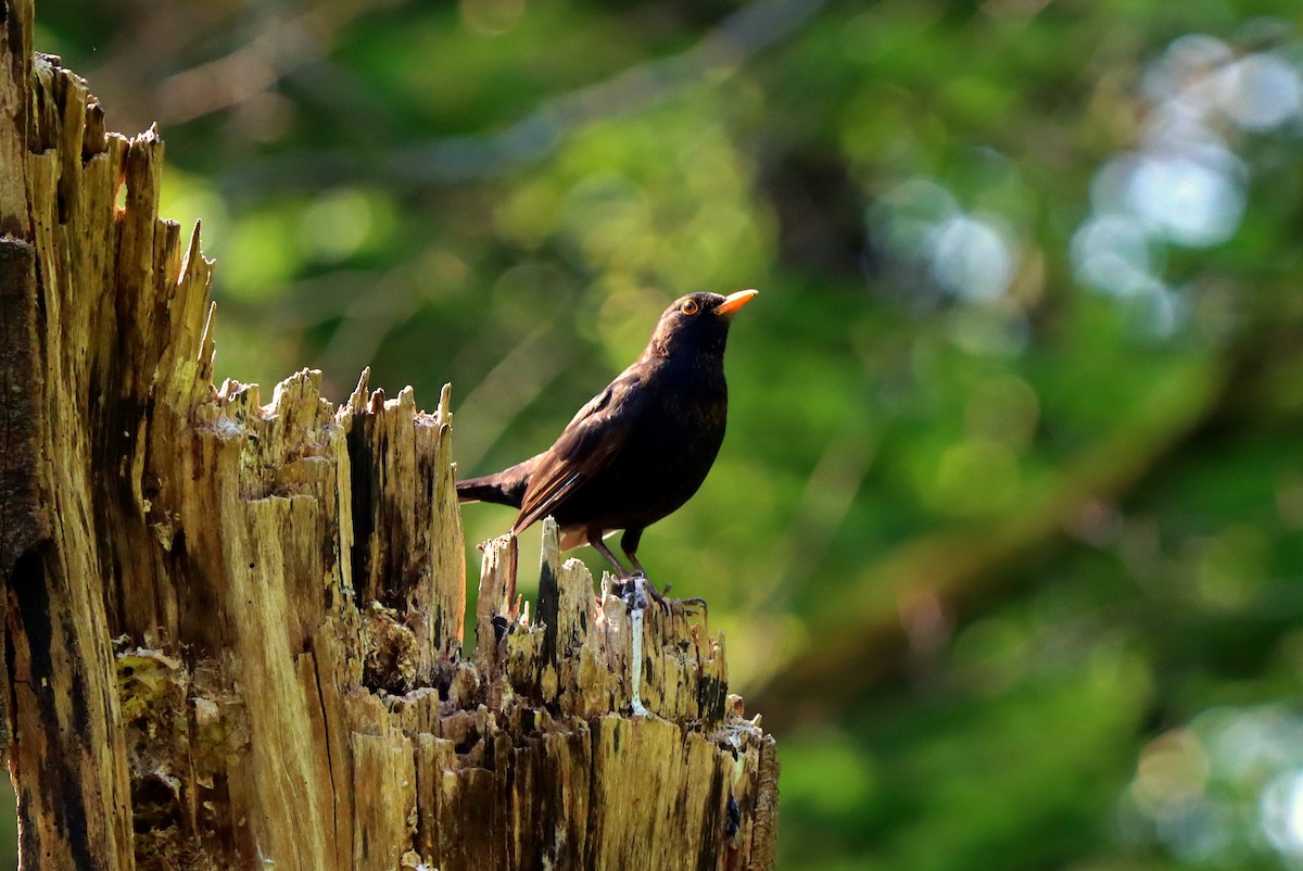 Eurasian Blackbird - ML227221031