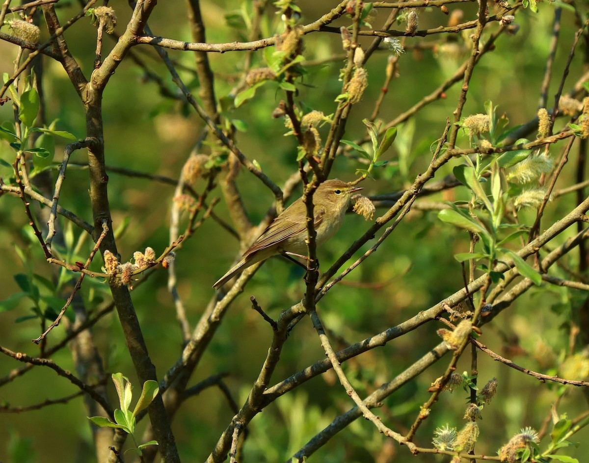 Willow Warbler - ML227221371