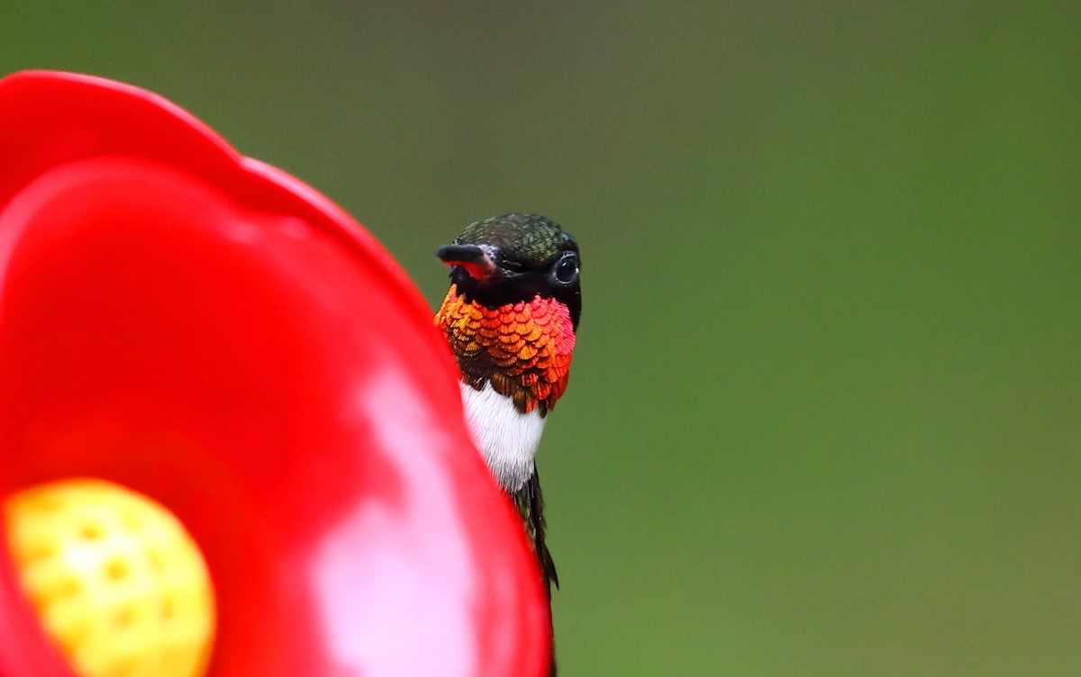 Colibri à gorge rubis - ML227221431