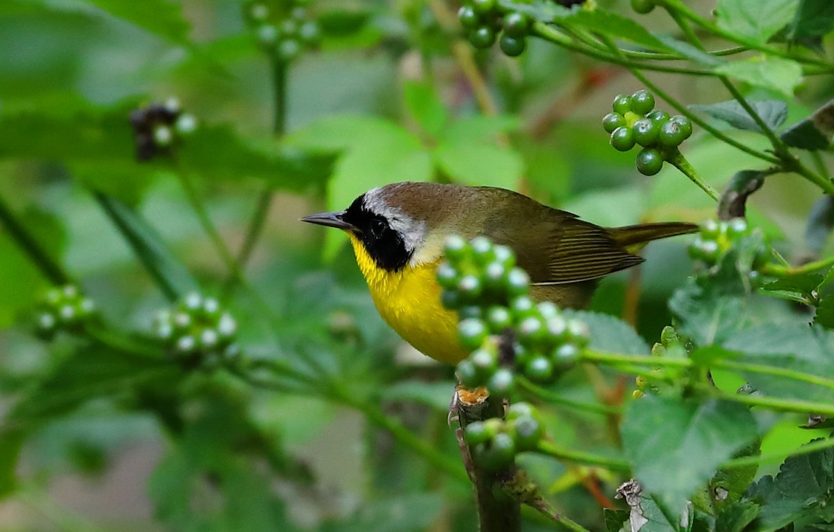 Common Yellowthroat - ML227222161