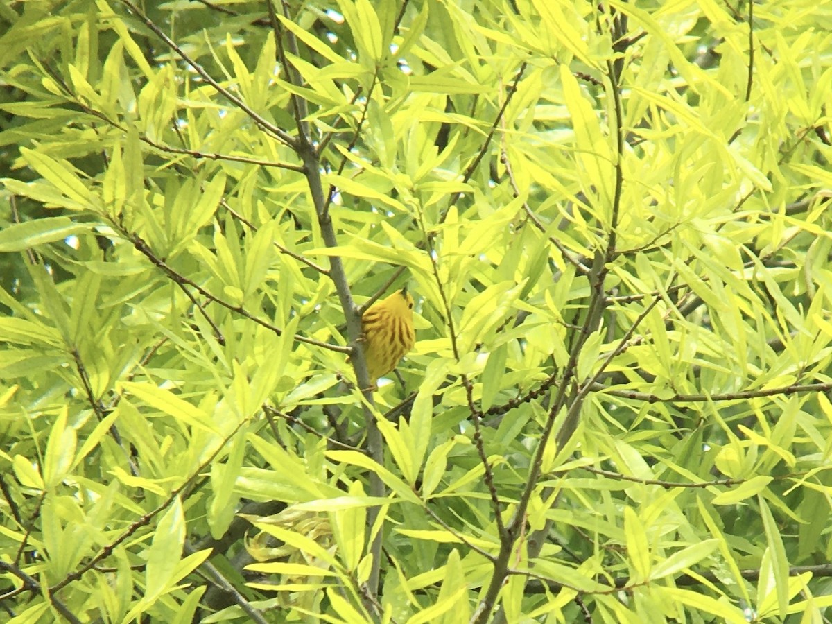 Yellow Warbler - ML227222291