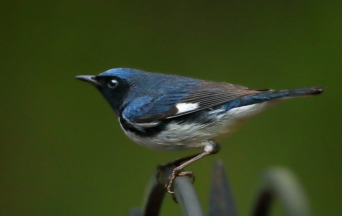 Black-throated Blue Warbler - ML227222561