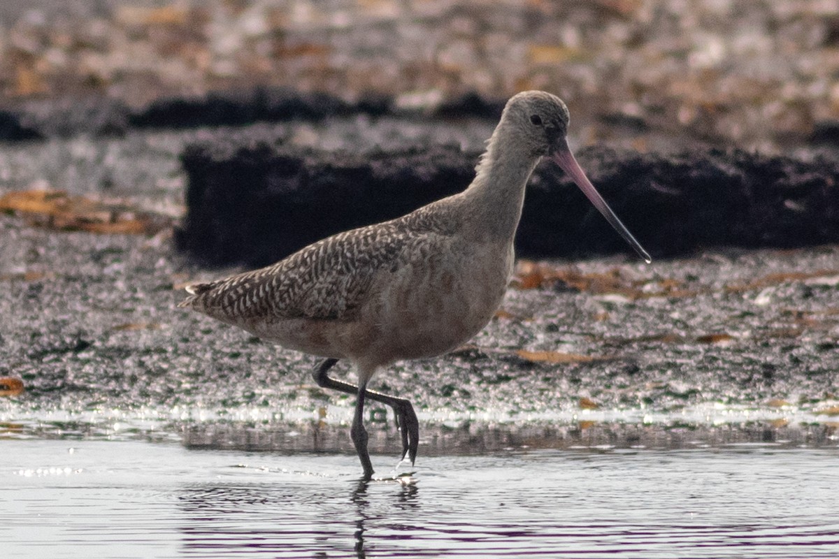 Marbled Godwit - ML227222731