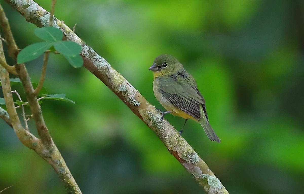 Painted Bunting - ML227223321