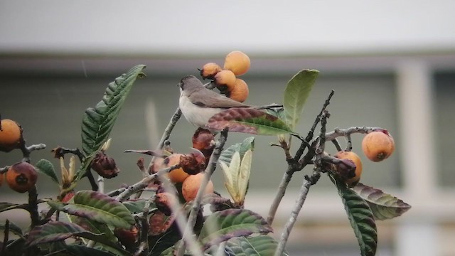 Western Orphean Warbler - ML227224671