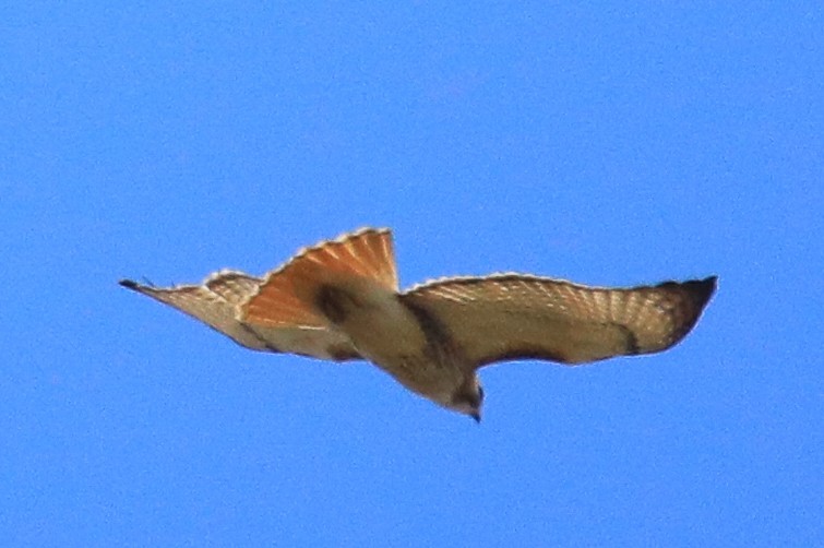 Red-tailed Hawk - ML227225461