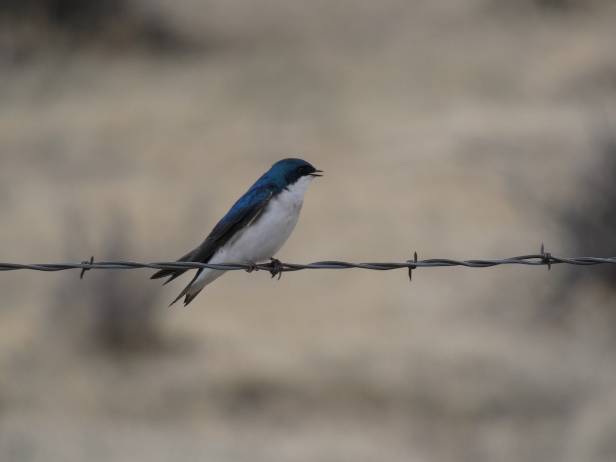 Golondrina Bicolor - ML227228281