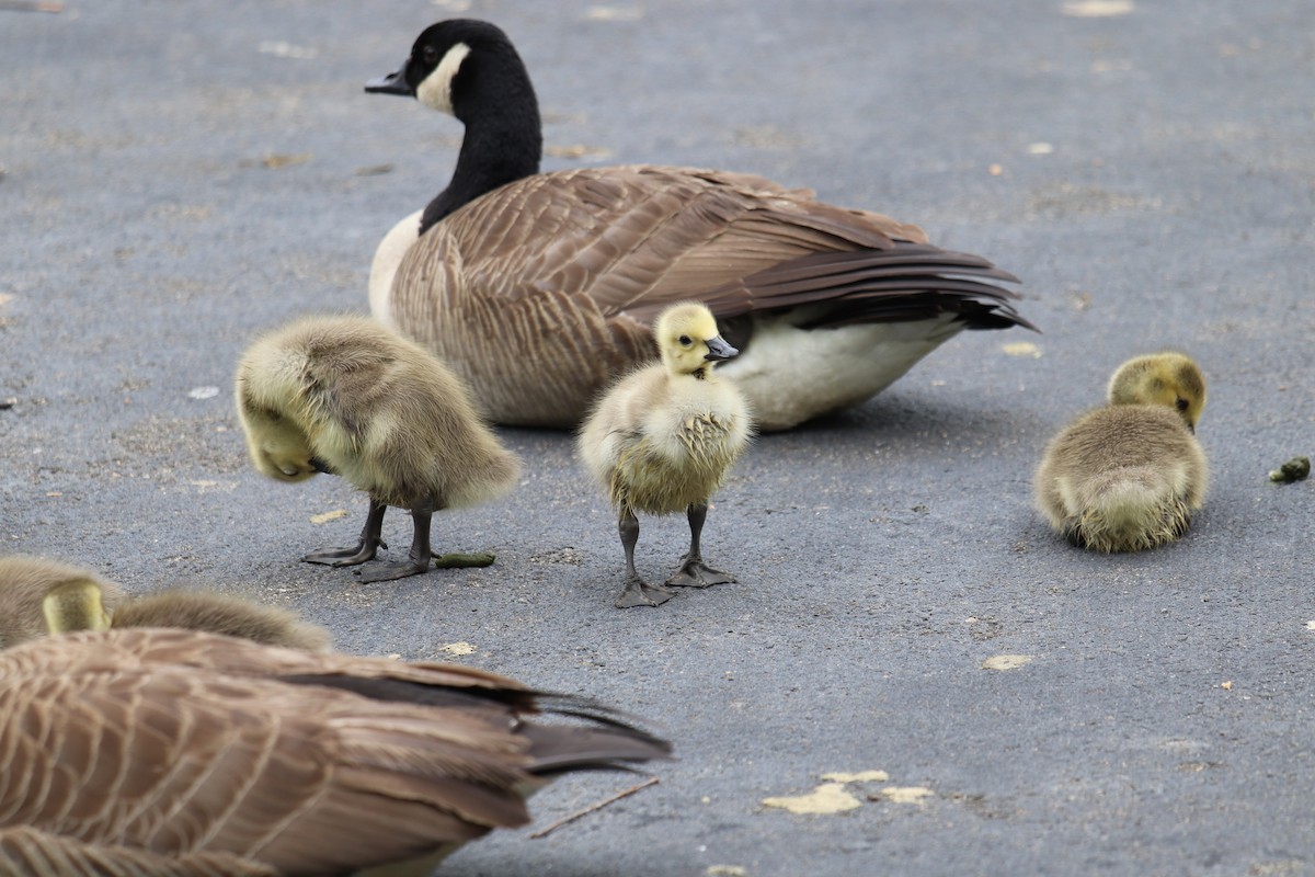 Oca canadese maggiore - ML227229771