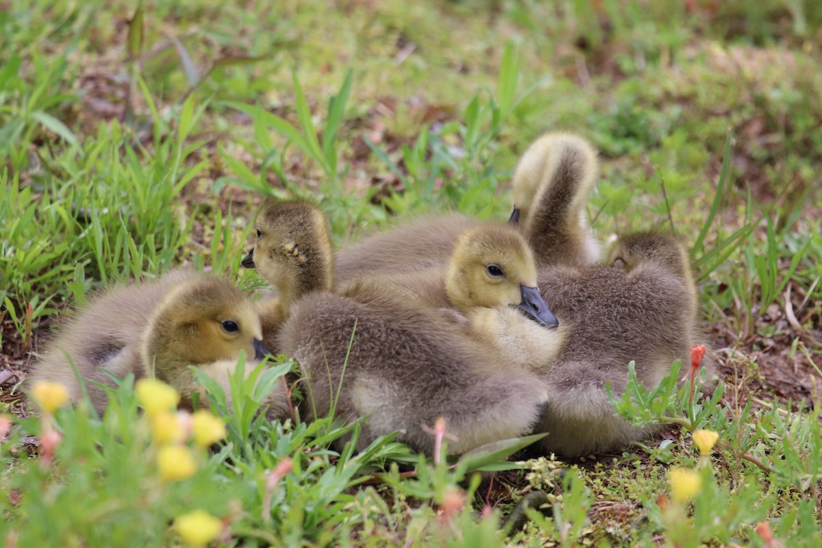 Oca canadese maggiore - ML227229781