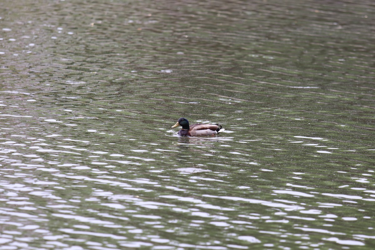 Mallard (Domestic type) - ML227229881