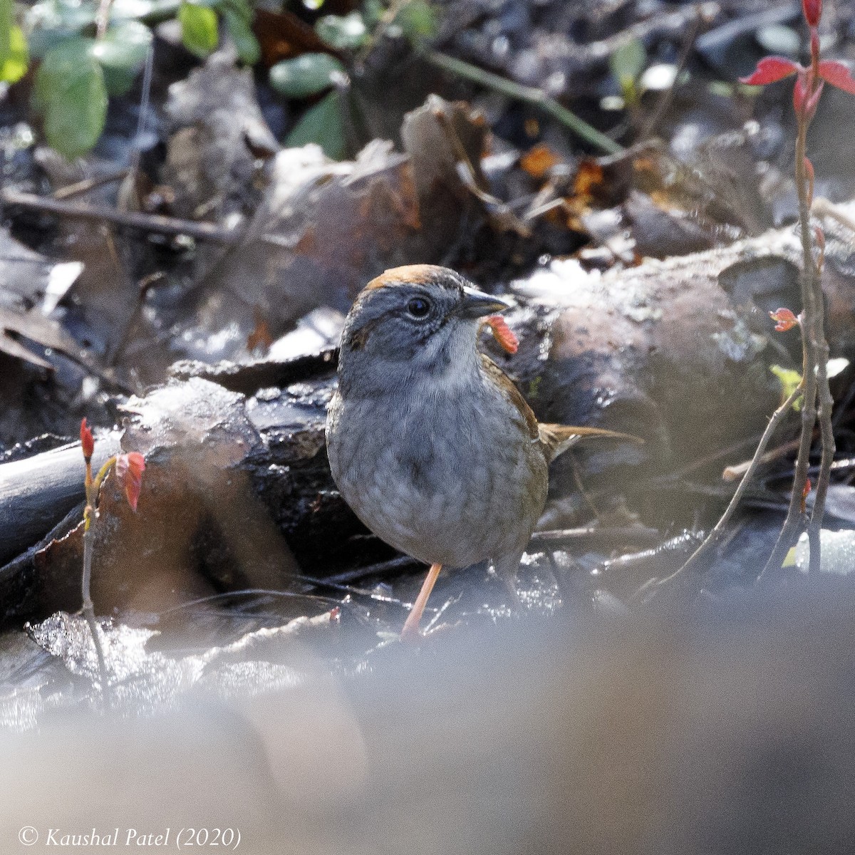 Swamp Sparrow - ML227230351