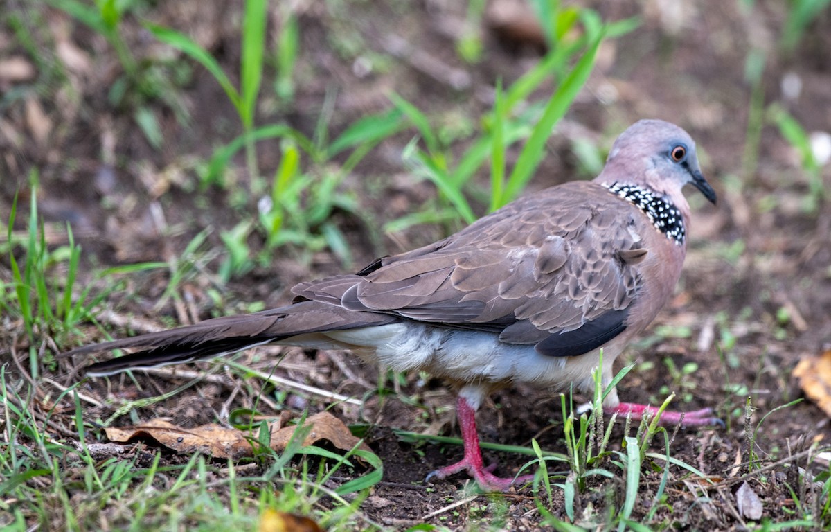 Spotted Dove - Kraig Cawley
