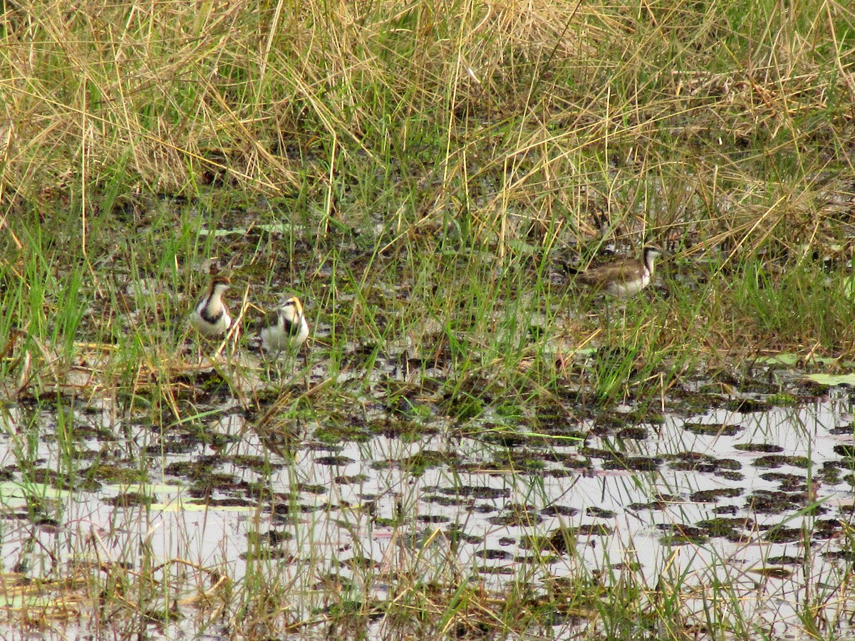 Pheasant-tailed Jacana - ML22723061