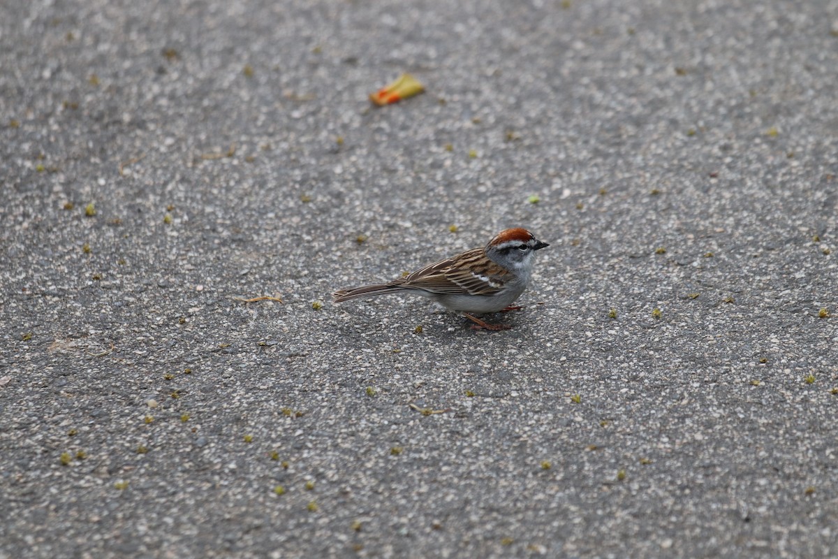Chipping Sparrow - ML227230651